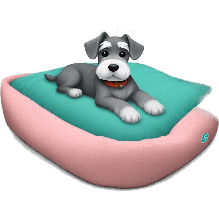 Grey and white mini schnauzer full body asleep in teal dog bed      emoji