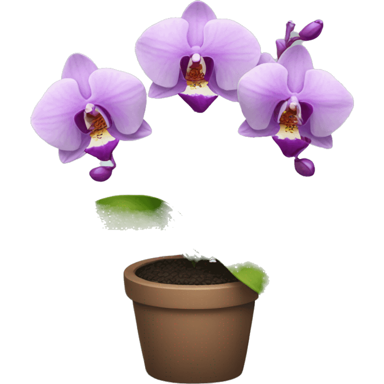 Orchid plant  emoji