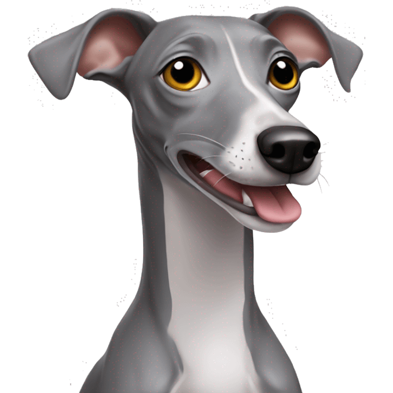 Grey Italian greyhound with a sock in a mouth emoji