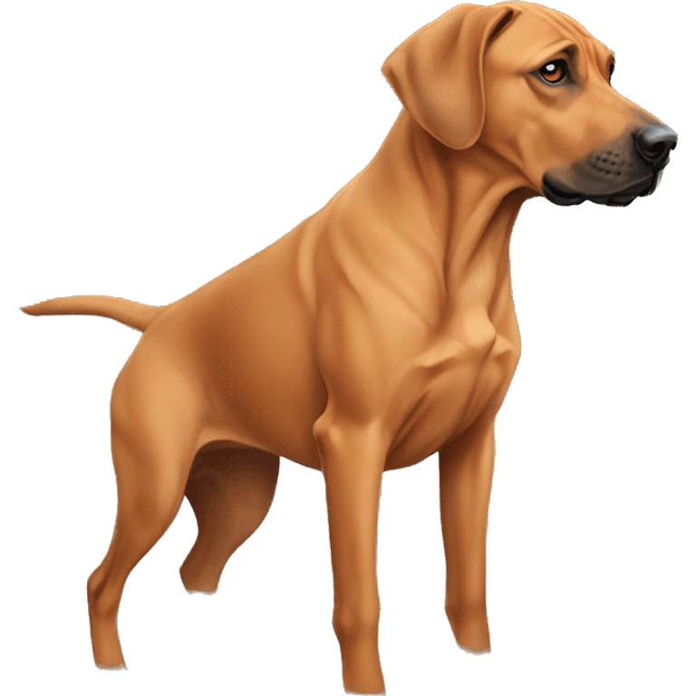 rhodesian ridgeback lab mix who is a little dumb  emoji