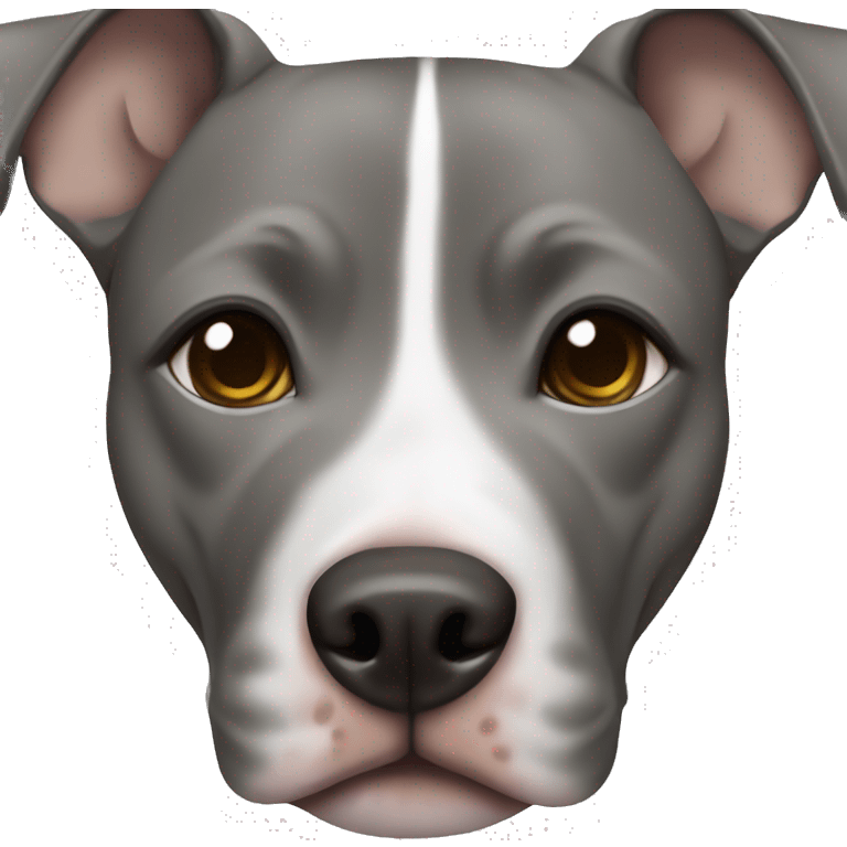 Grey female pitbull with one blue and brown eye emoji