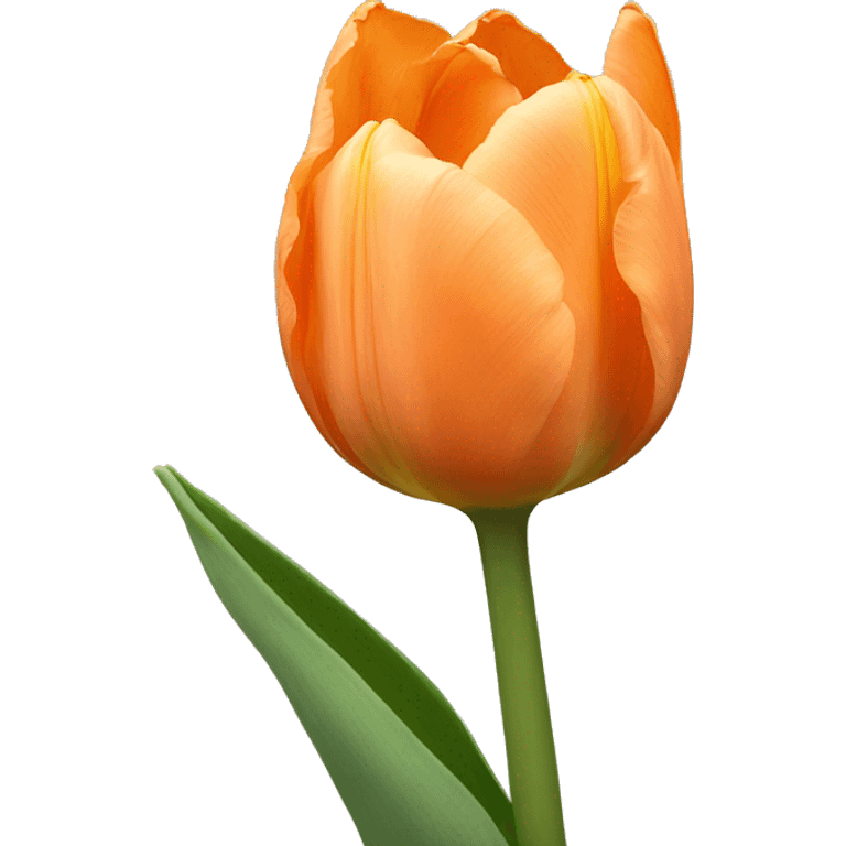 Pale orange tulip emoji