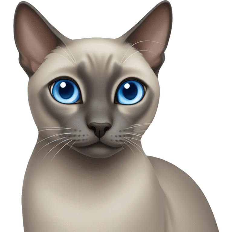 Blue mink tonkinese cat with blue eyes emoji