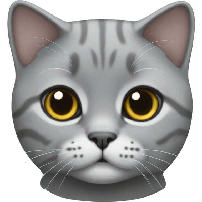 Scottish fold grey cat  emoji