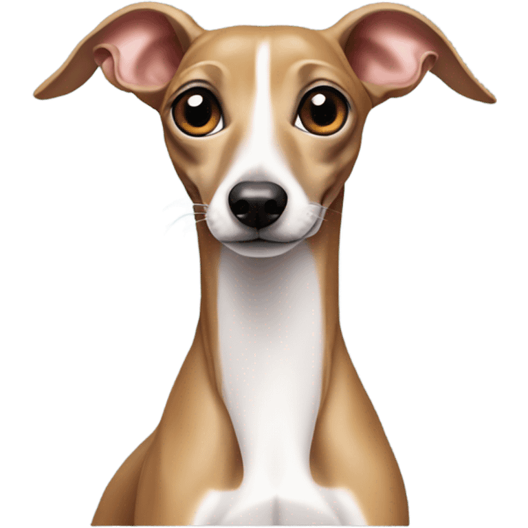 Italian greyhound stiffens.
 emoji