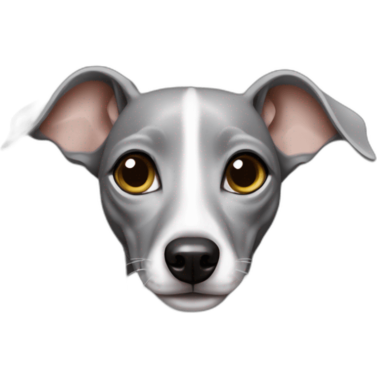 Italian greyhound female, gray color with white chest, shinning eyes emoji