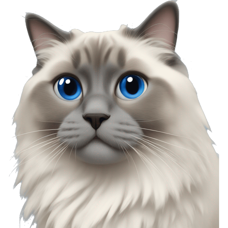 Blue point ragdoll  emoji