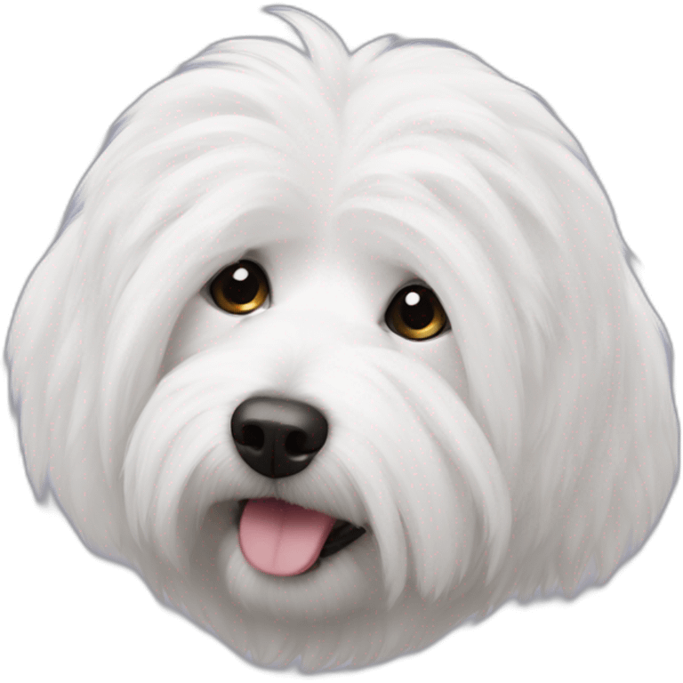 Cotton de tulear emoji