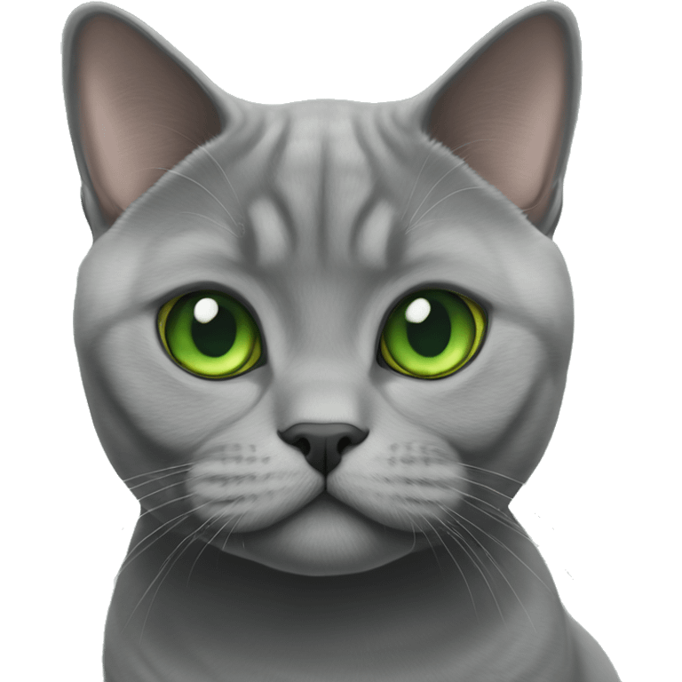 Grey British shorthair with green eyes  emoji