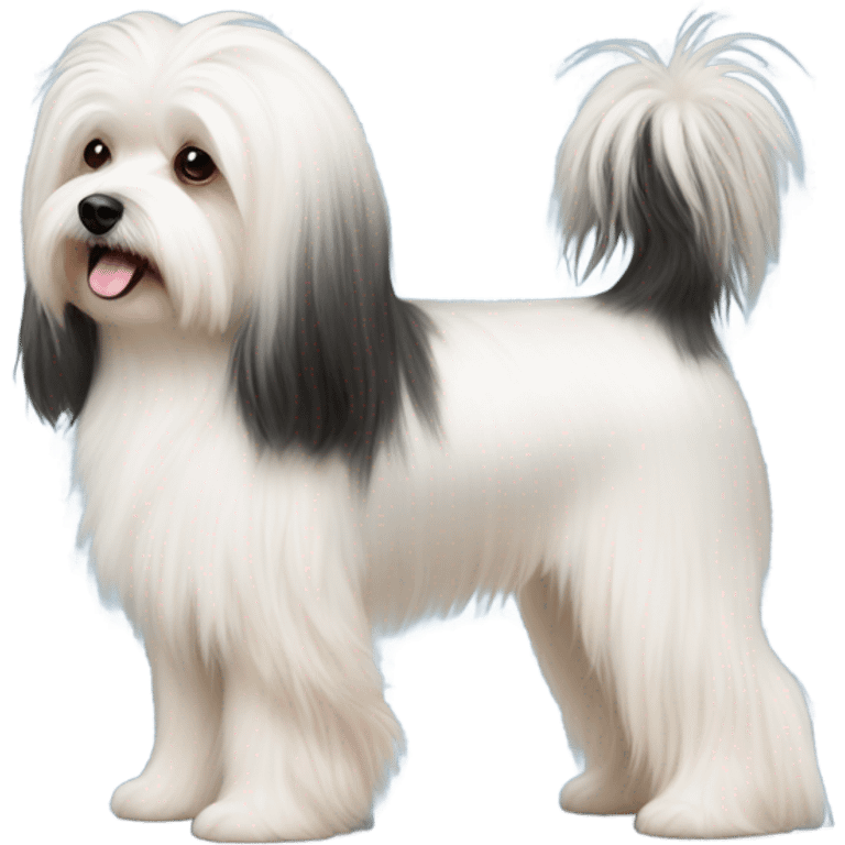 Side view of Havanese long hair all the way down to the dogs feet at a dog show  emoji