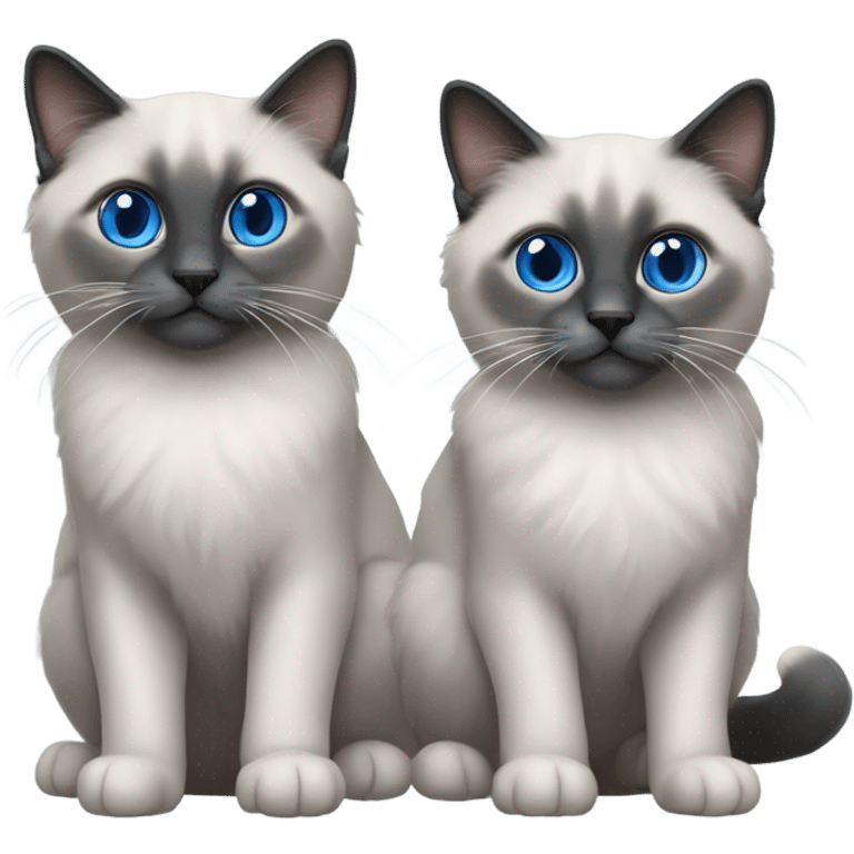 Two Blue point ragdoll cats with short length hair, with blue eyes, dark face  emoji