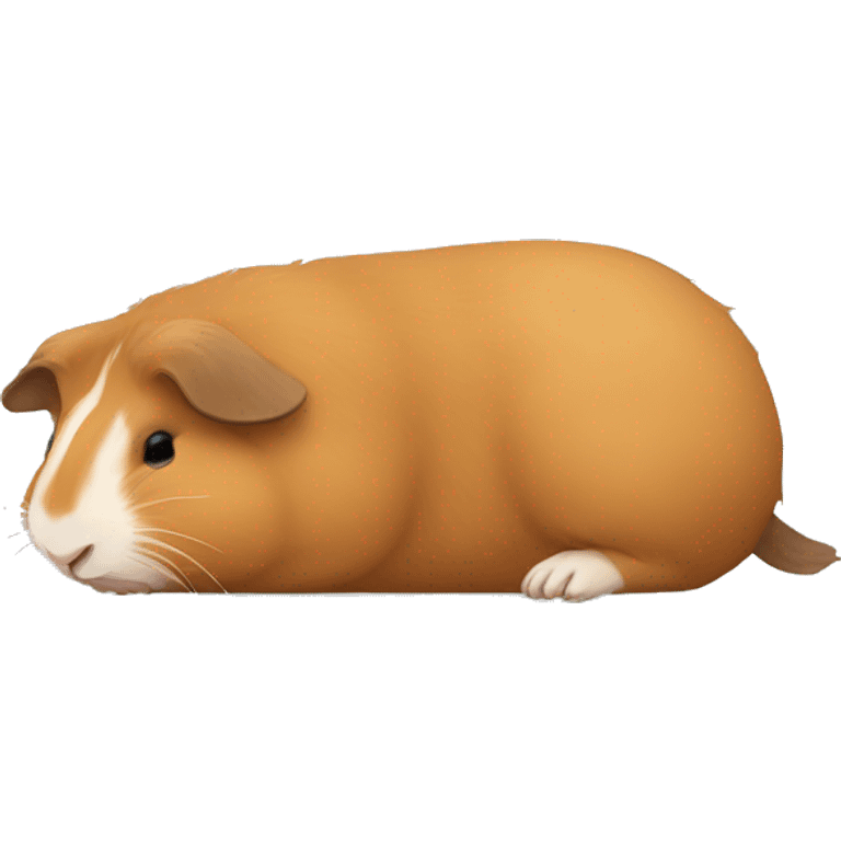 Guineapig sleeping with legs extended  emoji