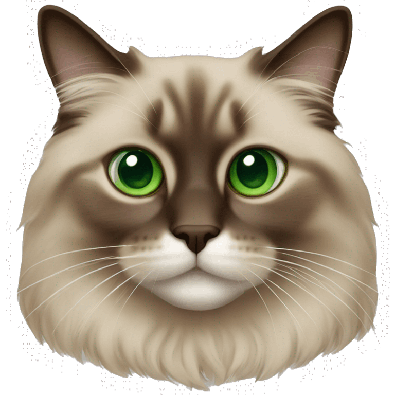 Brown ragdoll cat with green eyes  emoji