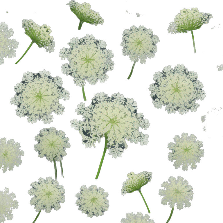 Single Queen Anne’s lace  emoji