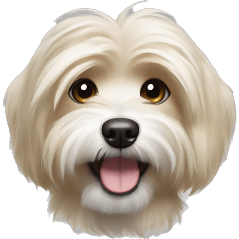 Havanese small dog with mostly light brown  fur with streaks of blonde fur and happy expression emoji