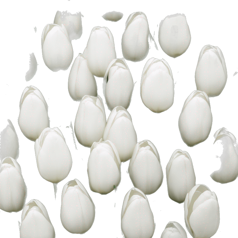 white tulips  emoji