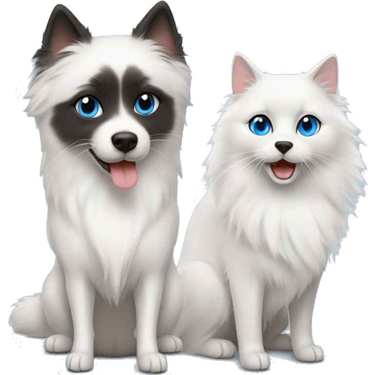 One white Japanese spitz with black eyes and one small grey ragdoll cat with blue eyes  emoji