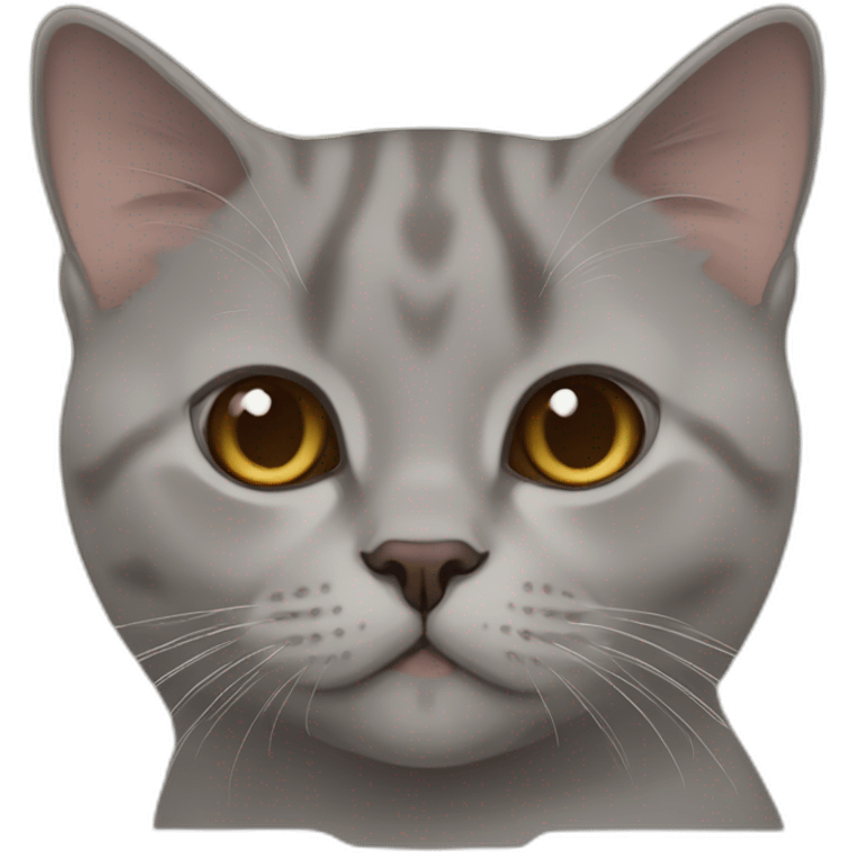 cinnamon color thin british shorthair emoji