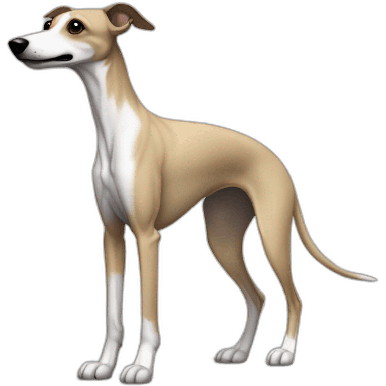 a beige whippet full body side profile with his left foot raised up up and a leash going out of frame, with a dark snout, black and white mouth patchy and black angel wing like eyes emoji