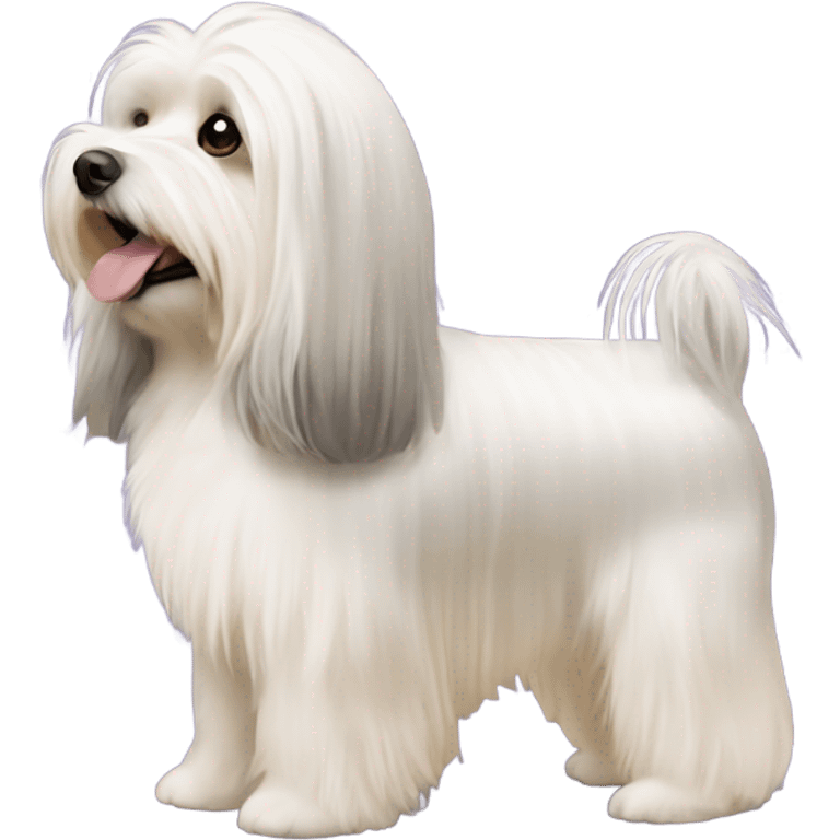 Side view of Havanese with long hair down to the floor emoji