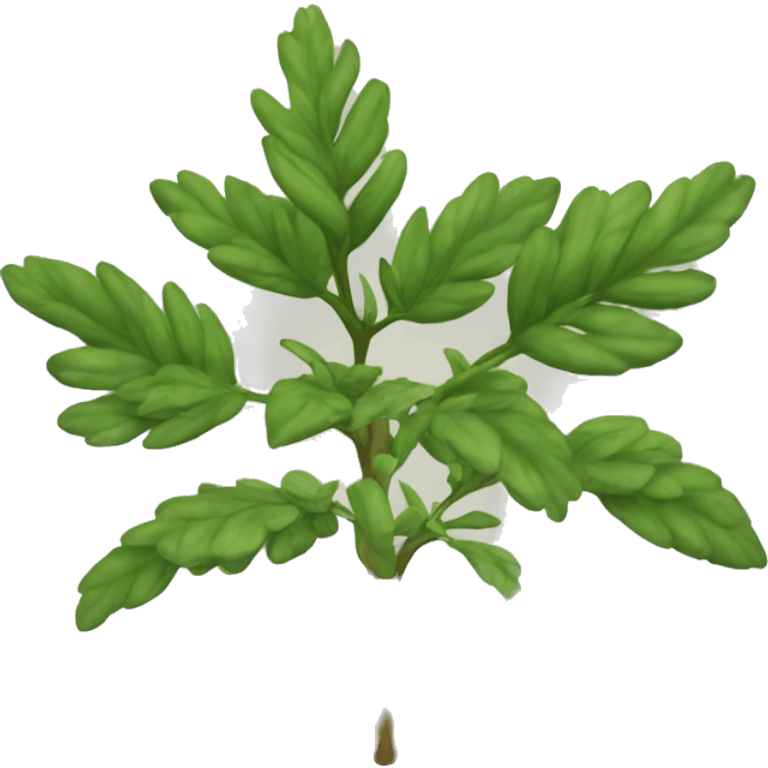 Ruta graveolens plant emoji