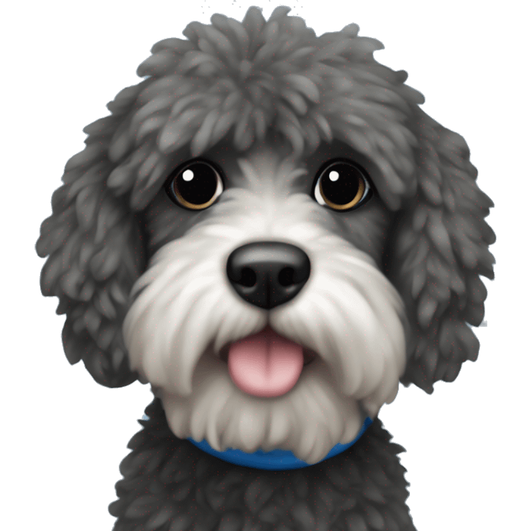 Fluffy Cockapoo with Black sweather and blue hearts emoji