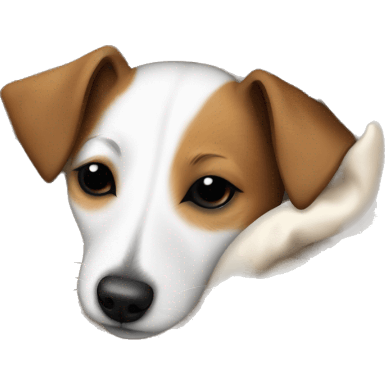 Jack Russell  terrier sleeping cozy in blanket  emoji