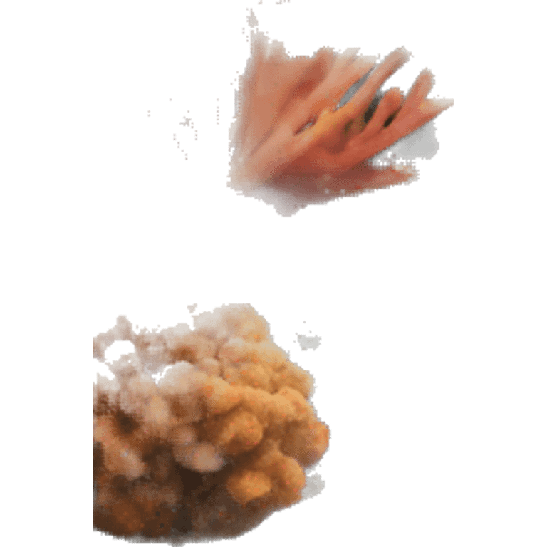 Coral reef  emoji