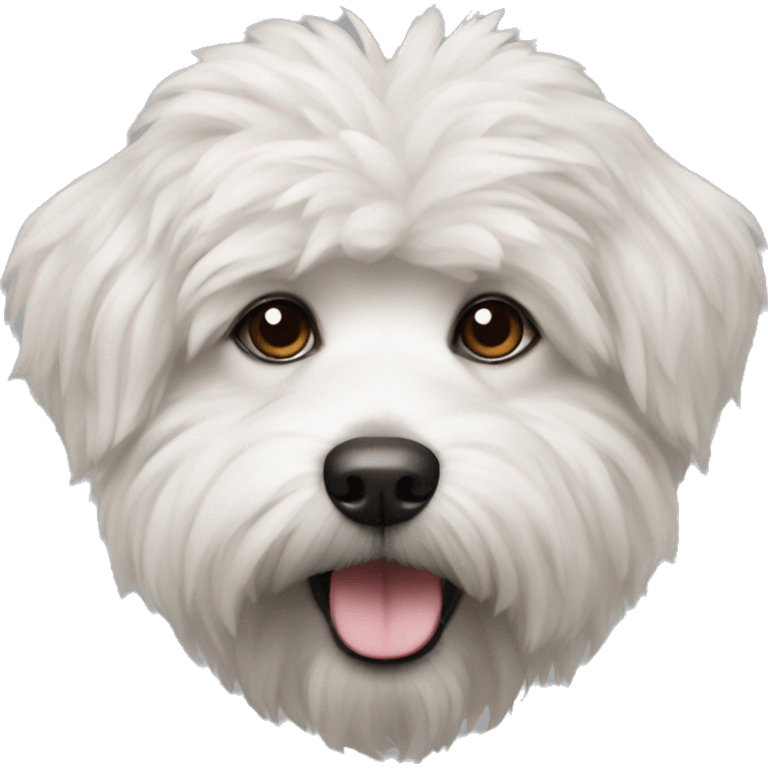 Breed of dog bishon frize mini  emoji