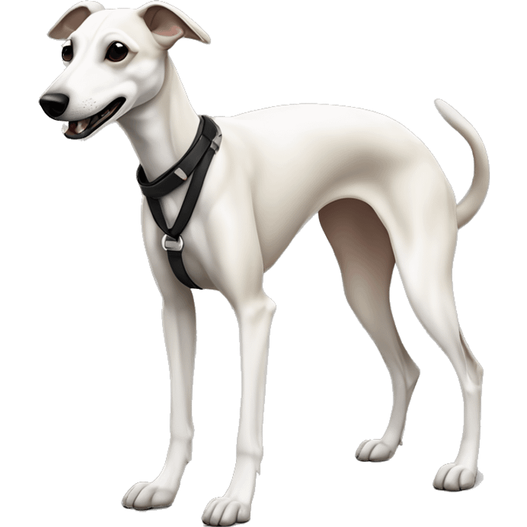 a beige whippet full body with his foot white color and a leash going out of frame, with a dark snout, black and white mouth patchy, White mask on the muzzle emoji