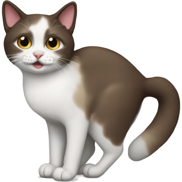 Snowshoe cat emoji