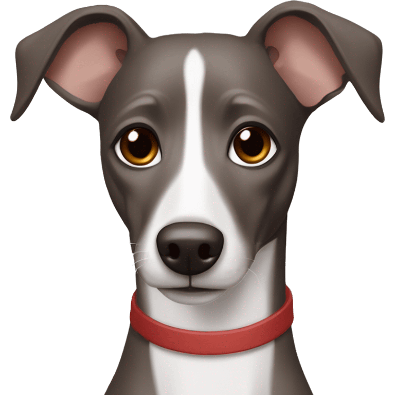 Dark Grey brown Formosa mountain dog and Italian greyhound mix no white in face, dark brown eyes, ears up emoji