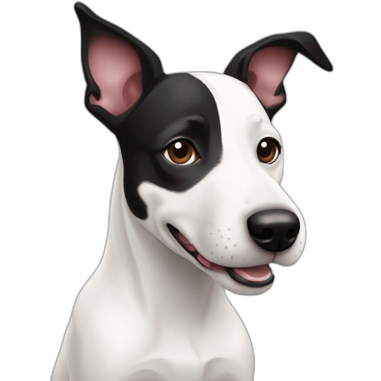 Black and white mix of a jack russel and a bullterrier with raised ears emoji