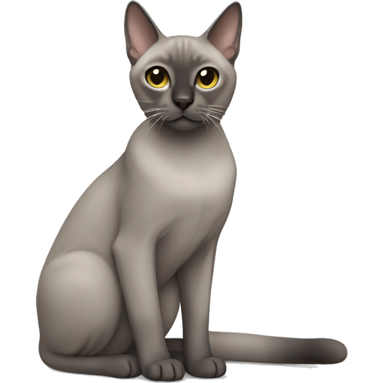 Grey tonkinese cat emoji