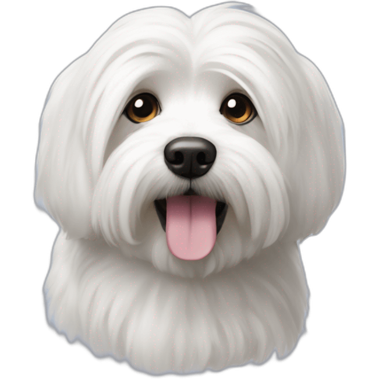 Coton de tulear emoji