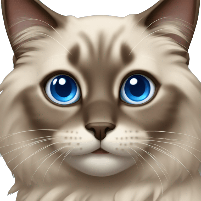 Brown ragdoll cat with blue eyes  emoji