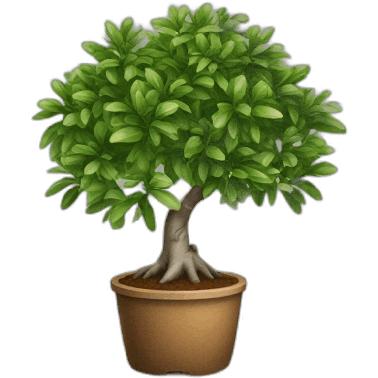 Ficus emoji