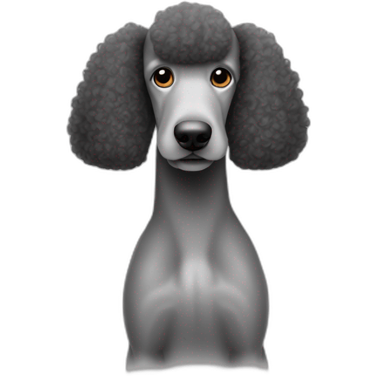 Standard Poodle ears tied back like pony tail emoji