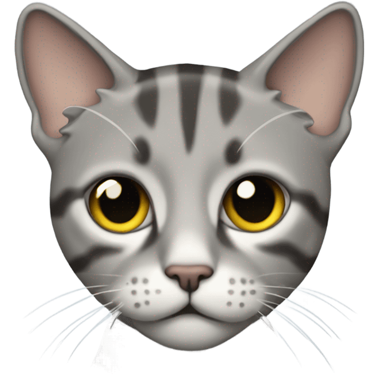 liam gallagher as a grey tabby cat emoji