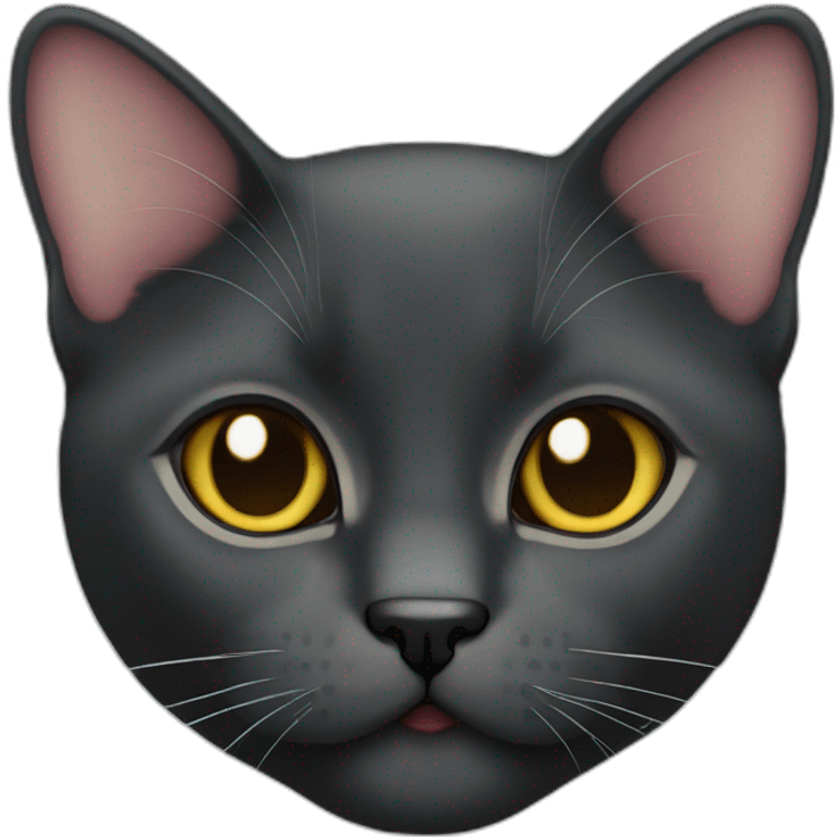 Face only of a black British short hair cat emoji