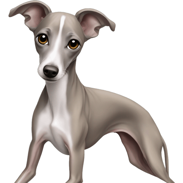 Dog Italian greyhound Isabel color emoji