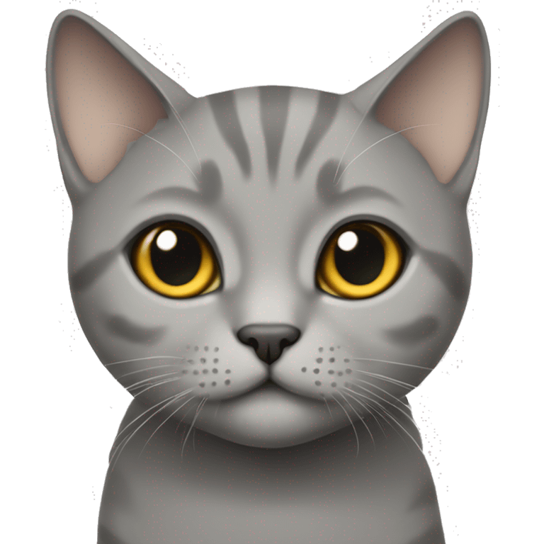 British short hair cat in grey cute looking emoji