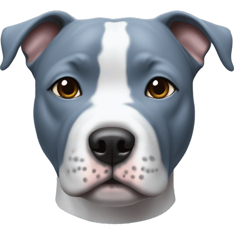 Blue english staffy with white chest and grey on snout  emoji