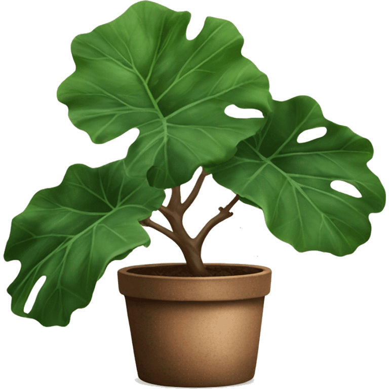 big fiddle leaf plant with rustic plant pot emoji