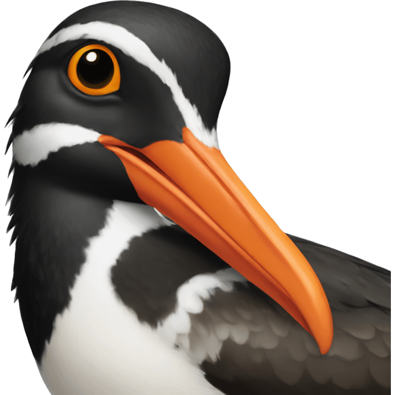 american oystercatcher bird emoji