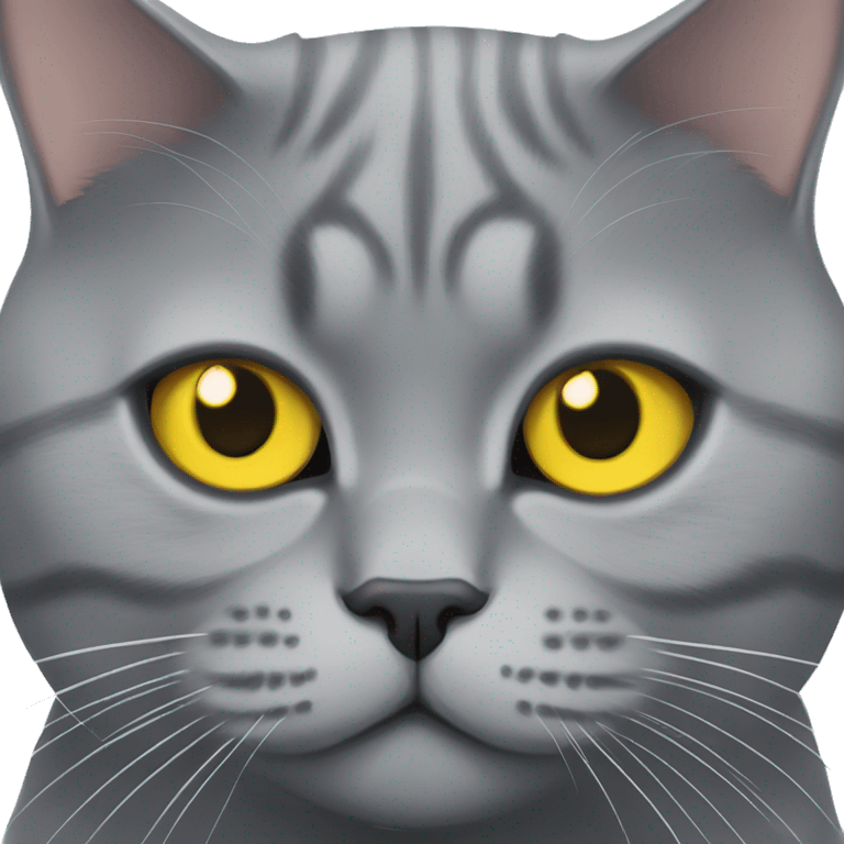 Grey big British shorthair cat with yellow eyes  emoji