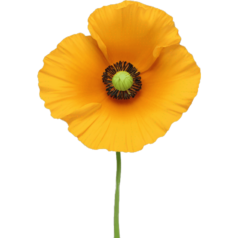 a yellow poppy flower with an orange hue in the middle of it  emoji