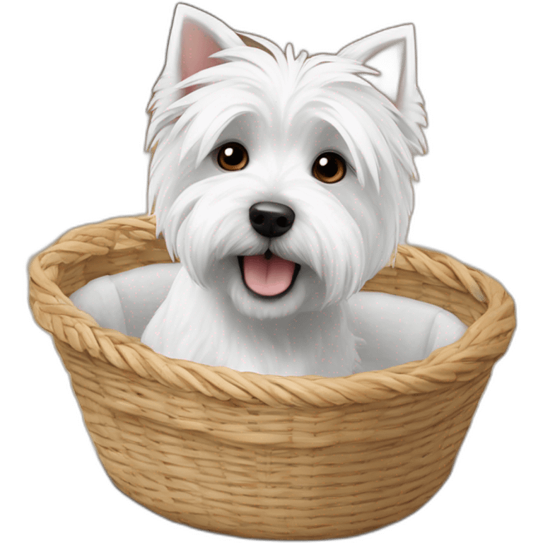 West Highland white terrier in way too small dog basket emoji