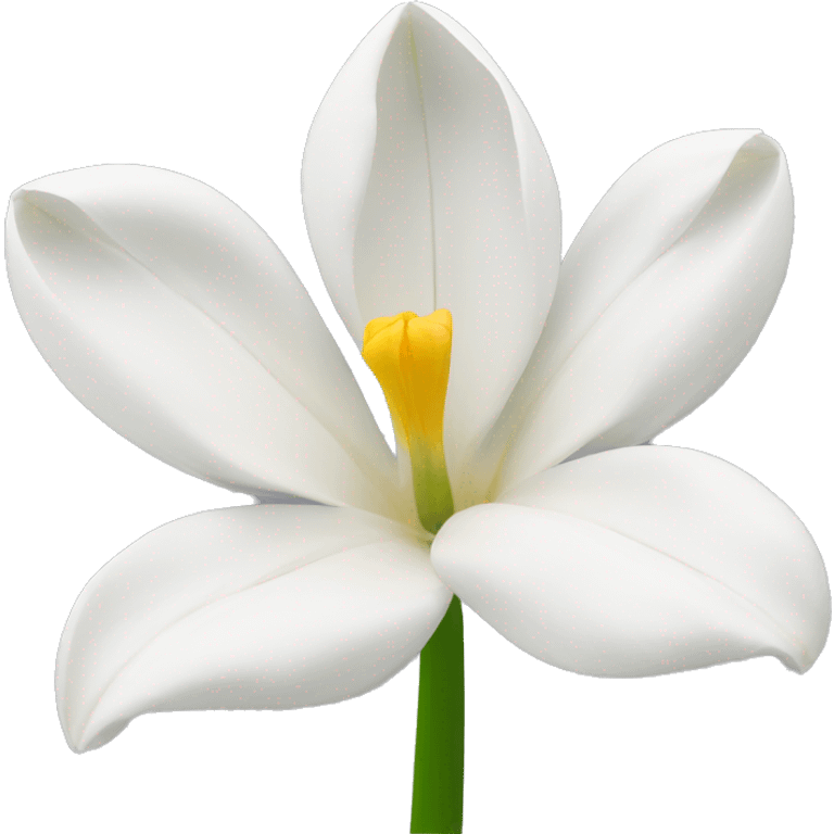 White tulipani emoji