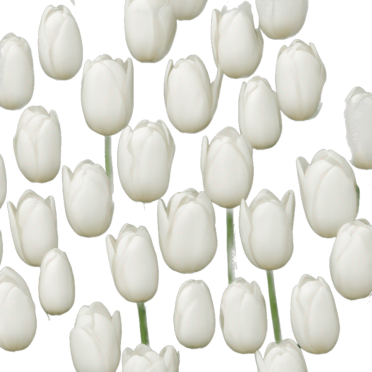 White tulips emoji